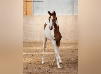 Koń półkrwi arabskiej (Arabian Partbred), Klacz, 3 lat, 163 cm, Srokata