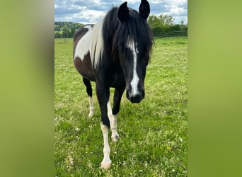 Koń półkrwi arabskiej (Arabian Partbred), Klacz, 4 lat, 150 cm, Srokata