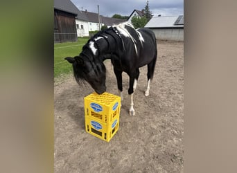 Koń półkrwi arabskiej (Arabian Partbred), Klacz, 4 lat, 150 cm, Srokata