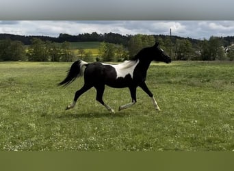 Koń półkrwi arabskiej (Arabian Partbred), Klacz, 4 lat, 150 cm, Srokata