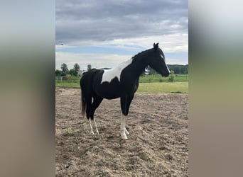 Koń półkrwi arabskiej (Arabian Partbred), Klacz, 4 lat, 150 cm, Srokata