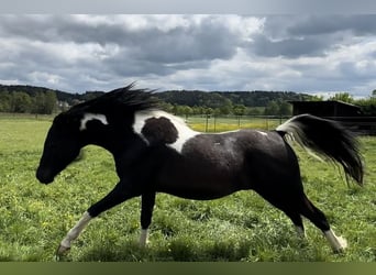 Koń półkrwi arabskiej (Arabian Partbred), Klacz, 4 lat, 150 cm, Srokata