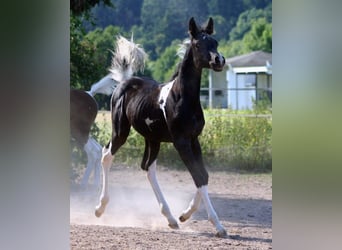 Koń półkrwi arabskiej (Arabian Partbred), Klacz, 5 lat, 154 cm, Tobiano wszelkich maści