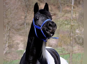 Koń półkrwi arabskiej (Arabian Partbred), Klacz, 5 lat, 155 cm, Tobiano wszelkich maści