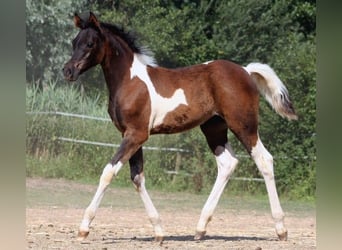 Koń półkrwi arabskiej (Arabian Partbred), Klacz, 5 lat, 155 cm, Tobiano wszelkich maści