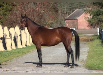 Koń półkrwi arabskiej (Arabian Partbred), Klacz, 7 lat, 162 cm, Ciemnogniada