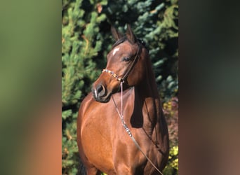 Koń półkrwi arabskiej (Arabian Partbred), Klacz, 7 lat, 162 cm, Ciemnogniada