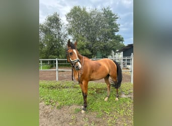 Koń półkrwi arabskiej (Arabian Partbred), Klacz, 8 lat, 152 cm, Kasztanowata