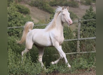 Koń półkrwi arabskiej (Arabian Partbred), Klacz, 8 lat, 155 cm, Jelenia