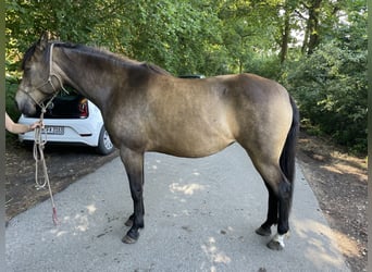 Koń półkrwi arabskiej (Arabian Partbred), Klacz, 8 lat, 155 cm, Jelenia