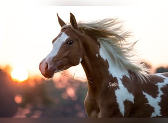 Koń półkrwi arabskiej (Arabian Partbred), Klacz, 8 lat, 156 cm, Tobiano wszelkich maści