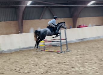 Koń półkrwi arabskiej (Arabian Partbred), Klacz, 8 lat, 161 cm, Siwa jabłkowita