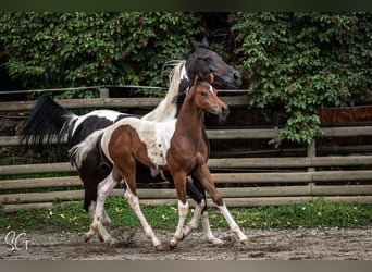 Koń półkrwi arabskiej (Arabian Partbred), Klacz, 9 lat, 152 cm, Tobiano wszelkich maści