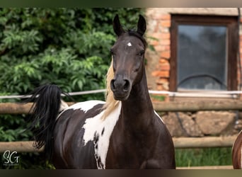 Koń półkrwi arabskiej (Arabian Partbred), Klacz, 9 lat, 152 cm, Tobiano wszelkich maści