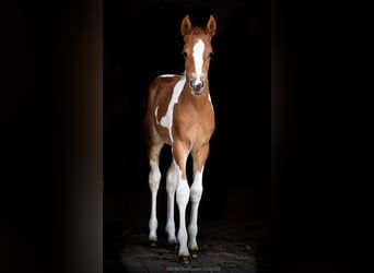 Koń półkrwi arabskiej (Arabian Partbred), Klacz, Źrebak (01/2023), 100 cm, Tobiano wszelkich maści
