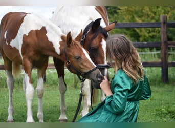 Koń półkrwi arabskiej (Arabian Partbred), Klacz, Źrebak (01/2023), 100 cm, Tobiano wszelkich maści