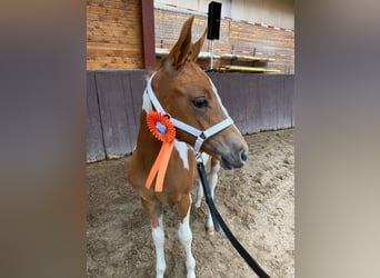 Koń półkrwi arabskiej (Arabian Partbred), Klacz, Źrebak (01/2023), 100 cm, Tobiano wszelkich maści