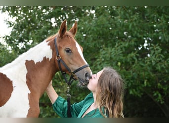 Koń półkrwi arabskiej (Arabian Partbred), Klacz, Źrebak (01/2023), 100 cm, Tobiano wszelkich maści