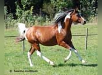 Koń półkrwi arabskiej (Arabian Partbred), Klacz, Źrebak (01/2023), 100 cm, Tobiano wszelkich maści