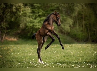 Koń półkrwi arabskiej (Arabian Partbred), Klacz, Źrebak (04/2024), 150 cm, Formy Brown Falb