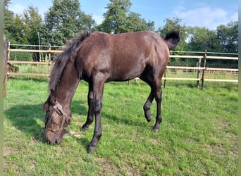 Koń półkrwi arabskiej (Arabian Partbred) Mix, Klacz, Źrebak (03/2023), 155 cm, Może być siwy