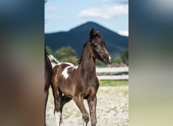 Koń półkrwi arabskiej (Arabian Partbred), Klacz, Źrebak (07/2024), 155 cm, Srokata