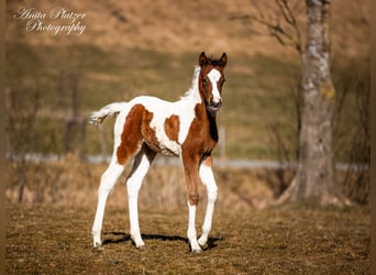 Koń półkrwi arabskiej (Arabian Partbred), Klacz, , Srokata