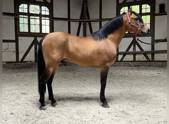Koń półkrwi arabskiej (Arabian Partbred), Ogier, 11 lat, 155 cm, Jelenia