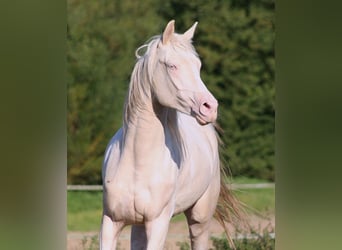 Koń półkrwi arabskiej (Arabian Partbred), Ogier, 12 lat, 158 cm, Tobiano wszelkich maści