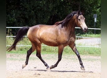 Koń półkrwi arabskiej (Arabian Partbred), Ogier, 12 lat, 158 cm, Tobiano wszelkich maści