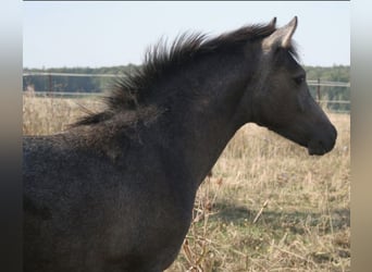 Koń półkrwi arabskiej (Arabian Partbred), Ogier, 1 Rok, 150 cm, Siwa