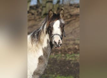 Koń półkrwi arabskiej (Arabian Partbred), Ogier, 1 Rok, 152 cm, Jelenia