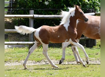 Koń półkrwi arabskiej (Arabian Partbred), Ogier, 1 Rok, 152 cm, Tobiano wszelkich maści
