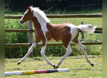 Koń półkrwi arabskiej (Arabian Partbred), Ogier, 1 Rok, 152 cm, Tobiano wszelkich maści