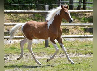 Koń półkrwi arabskiej (Arabian Partbred), Ogier, 1 Rok, 152 cm, Tobiano wszelkich maści