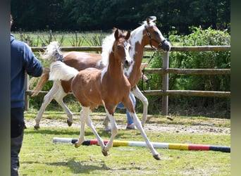 Koń półkrwi arabskiej (Arabian Partbred), Ogier, 1 Rok, 152 cm, Tobiano wszelkich maści