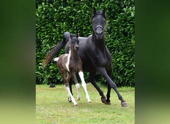 Koń półkrwi arabskiej (Arabian Partbred), Ogier, 1 Rok, 156 cm, Tobiano wszelkich maści