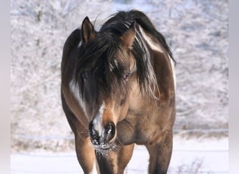 Koń półkrwi arabskiej (Arabian Partbred), Ogier, 21 lat, 158 cm, Tobiano wszelkich maści