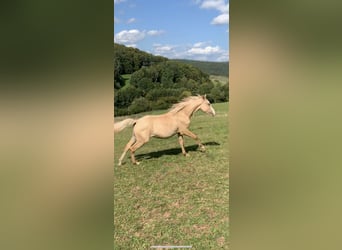 Koń półkrwi arabskiej (Arabian Partbred), Ogier, 2 lat, 153 cm, Dunalino