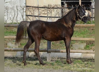Koń półkrwi arabskiej (Arabian Partbred), Ogier, 2 lat, 154 cm