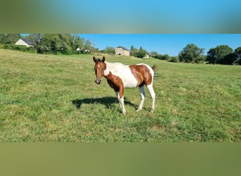 Koń półkrwi arabskiej (Arabian Partbred), Ogier, 2 lat, 155 cm, Tobiano wszelkich maści