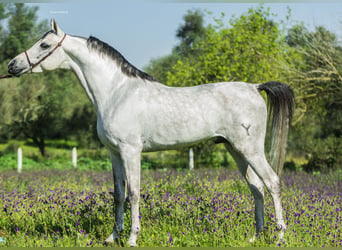 Koń półkrwi arabskiej (Arabian Partbred), Ogier, 8 lat, 151 cm, Siwa