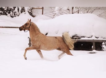 Koń półkrwi arabskiej (Arabian Partbred), Ogier, 8 lat, 154 cm, Izabelowata