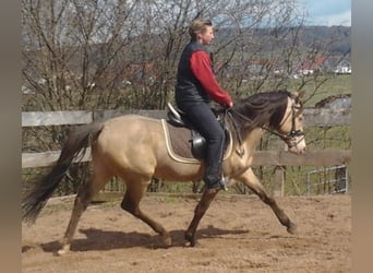 Koń półkrwi arabskiej (Arabian Partbred), Ogier, 20 lat, 150 cm, Szampańska