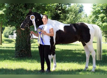 Koń półkrwi arabskiej (Arabian Partbred), Ogier, 14 lat, 154 cm, Tobiano wszelkich maści