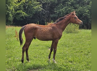 Koń półkrwi arabskiej (Arabian Partbred) Mix, Ogier, Źrebak (03/2024), 150 cm