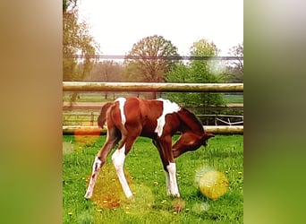 Koń półkrwi arabskiej (Arabian Partbred), Ogier, Źrebak (04/2024), 150 cm, Tobiano wszelkich maści