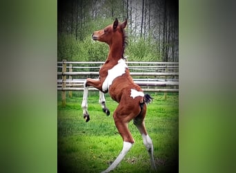 Koń półkrwi arabskiej (Arabian Partbred), Ogier, Źrebak (04/2024), 150 cm, Tobiano wszelkich maści