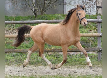 Koń półkrwi arabskiej (Arabian Partbred), Ogier, Źrebak (03/2024), 152 cm, Tobiano wszelkich maści