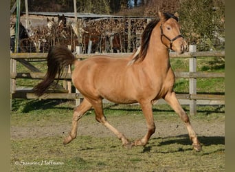 Koń półkrwi arabskiej (Arabian Partbred), Ogier, Źrebak (03/2024), 152 cm, Tobiano wszelkich maści